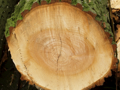 树木 年轮 木桩 树干 木头 残旧木纹 木材  干木柴 树根