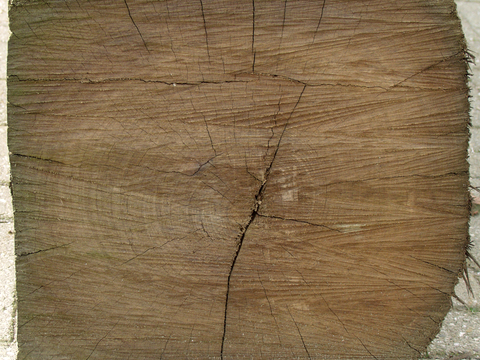  树木 年轮 木桩 树干 木头 残旧木纹 木材  干木柴 树根 