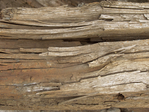  树木 年轮 木桩 树干 木头 残旧木纹 木材  干木柴 树根 