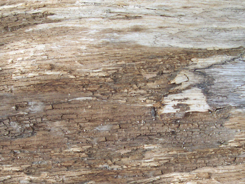 树皮 树干 木头 残旧木纹 木材 木柴 树枝