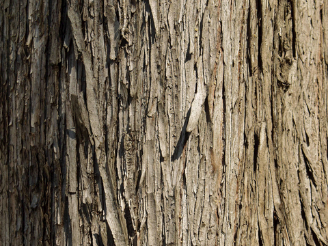  树皮 树干 木头 残旧木纹 木材 木柴 树枝 木柴 树根 