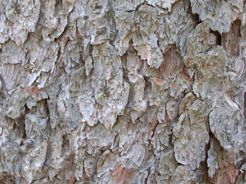 树皮 树干 木头 残旧木纹 木材 木柴 树枝