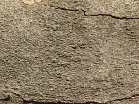  树皮 树干 木头 残旧木纹 木材 木柴 树枝 木柴 树根 