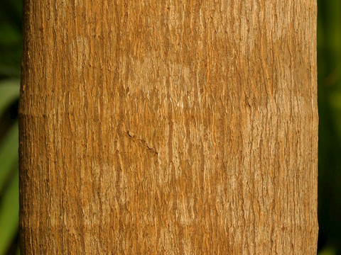  树皮 树干 木头 残旧木纹 木材 木柴 树枝 木柴 树根 