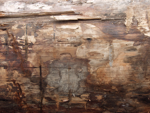  树皮 树干 木头 残旧木纹 木材 木柴 树枝 