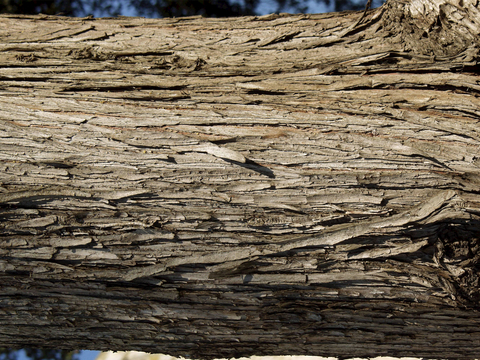  树皮 树干 木头 残旧木纹 木材 木柴 树枝 木柴 树根 