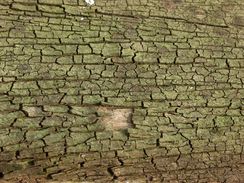  树皮 树干 木头 残旧木纹 木材 木柴 树枝 木柴 树根 