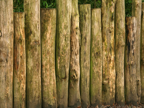  树皮 树干 木头 残旧木纹 木材 木柴 树枝 