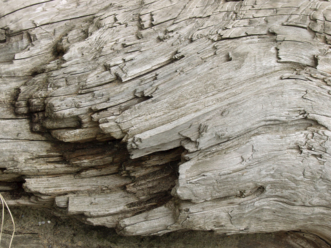 树木 年轮 木桩 树干 木头 残旧木纹 木材  干木柴 树根