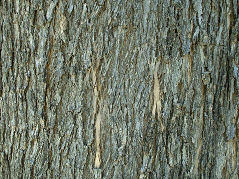  树皮 树干 木头 残旧木纹 木材 木柴 树枝 