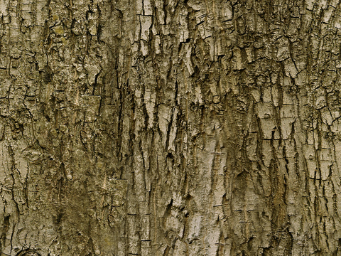  树皮 树干 木头 残旧木纹 木材 木柴 树枝 木柴 树根 