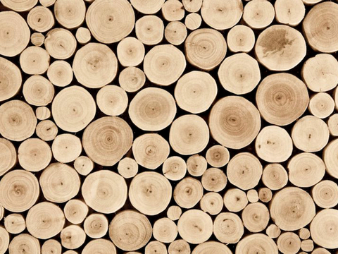 树木 年轮 木桩 树干 木头 残旧木纹 木材  干木柴 树根