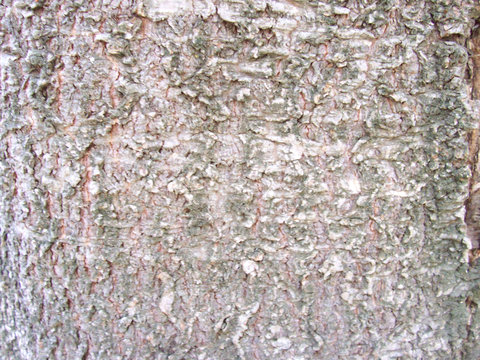  树皮 树干 木头 残旧木纹 木材 木柴 树枝 