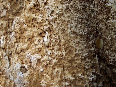 树皮 树干 木头 残旧木纹 木材 木柴 树枝