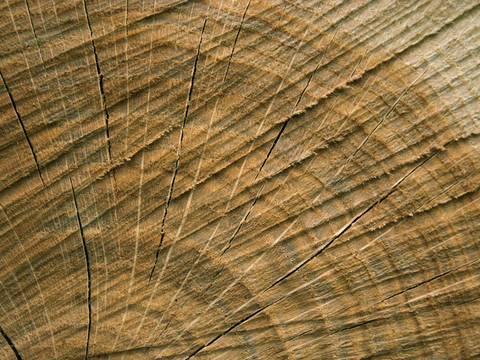 树木 年轮 木桩 树干 木头 残旧木纹 木材  干木柴 树根