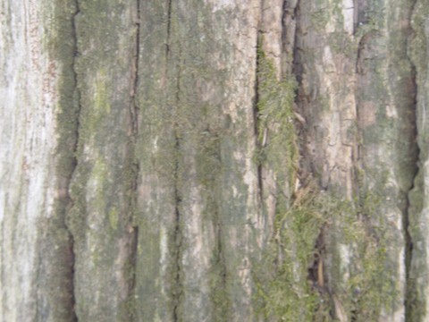  树皮 树干 木头 残旧木纹 木材 木柴 树枝 