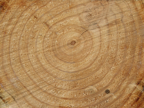 树木 年轮 木桩 树干 木头 残旧木纹 木材  干木柴 树根