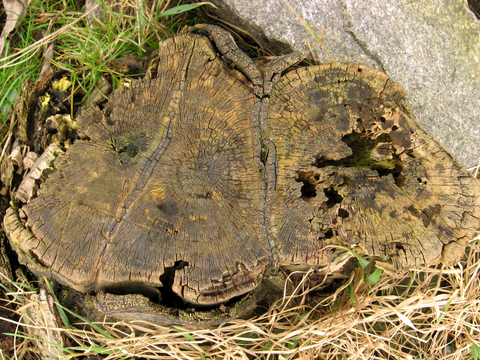 树木 年轮 木桩 树干 木头 残旧木纹 木材  干木柴 树根