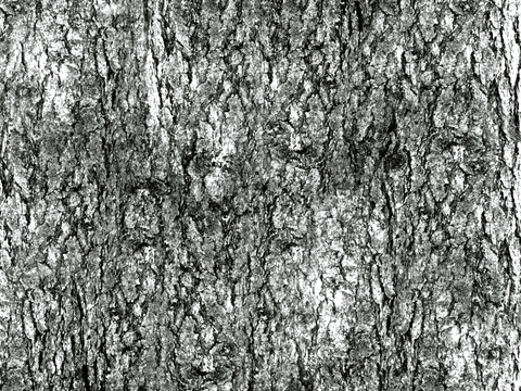  树皮 树干 木头 残旧木纹 木材 木柴 树枝 