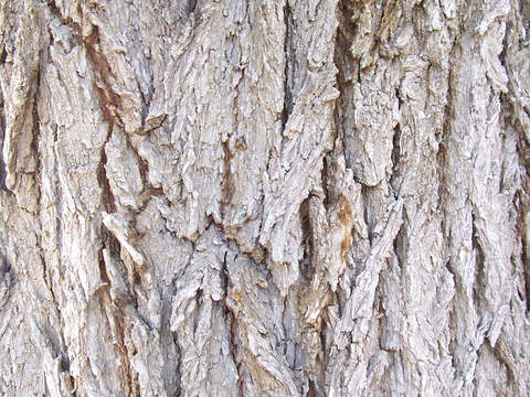 树皮 树干 木头 残旧木纹 木材 木柴 树枝