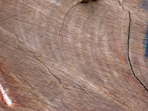  树木 年轮 木桩 树干 木头 残旧木纹 木材  干木柴 树根 