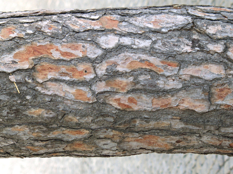  树皮 树干 木头 残旧木纹 木材 木柴 树枝 木柴 树根 