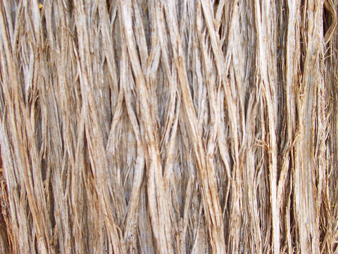  树皮 树干 木头 残旧木纹 木材 木柴 树枝 