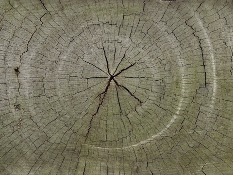 树木 年轮 木桩 树干 木头 残旧木纹 木材  干木柴 树根