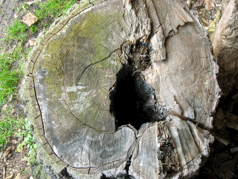  树木 年轮 木桩 树干 木头 残旧木纹 木材  干木柴 树根 