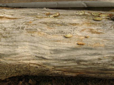  树皮 树干 木头 残旧木纹 木材 木柴 树枝 