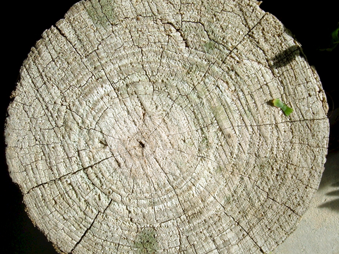  树木 年轮 木桩 树干 木头 残旧木纹 木材  干木柴 树根 