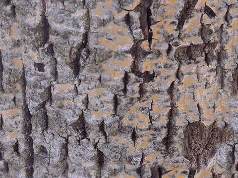  树皮 树干 木头 残旧木纹 木材 木柴 树枝 