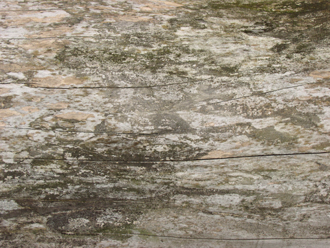  树皮 树干 木头 残旧木纹 木材 木柴 树枝 