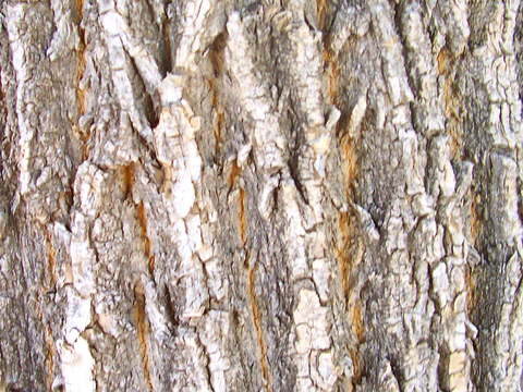  树皮 树干 木头 残旧木纹 木材 木柴 树枝 