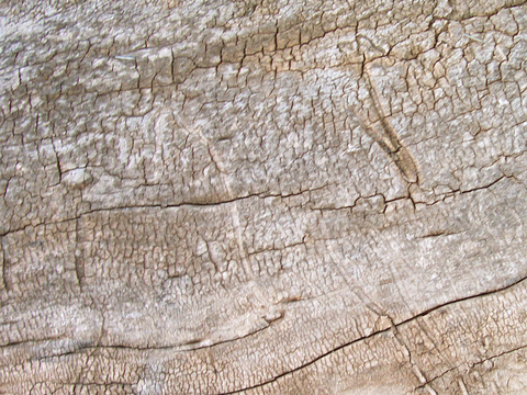 树皮 树干 木头 残旧木纹 木材 木柴 树枝