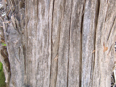  树皮 树干 木头 残旧木纹 木材 木柴 树枝 