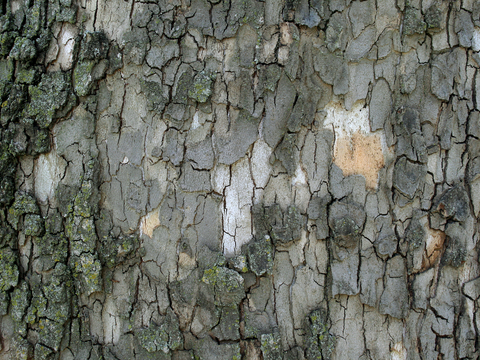 树皮 树干 木头 残旧木纹 木柴 树枝