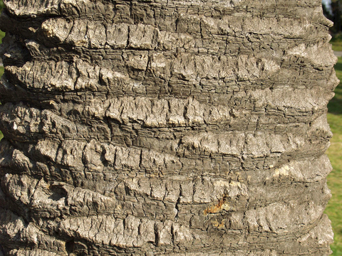  树皮 树干 木头 残旧木纹 木材 木柴 树枝 木柴 树根 