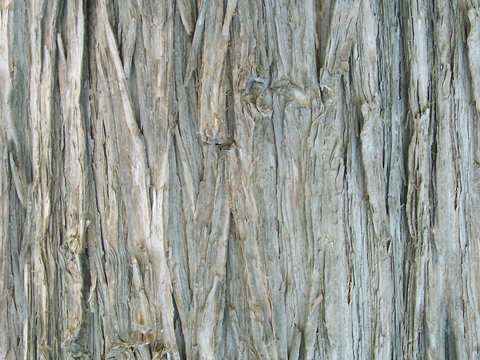  树皮 树干 木头 残旧木纹 木材 木柴 树枝 