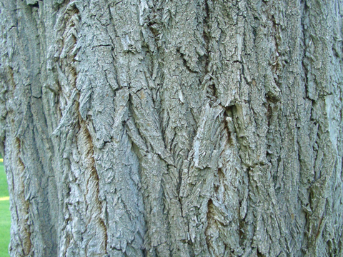 树皮 树干 木头 残旧木纹 木材 木柴 树枝