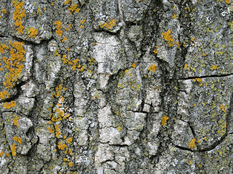 树皮 树干 木头 残旧木纹 木材 木柴 树枝