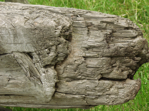 树木 年轮 木桩 树干 木头 残旧木纹 木材  干木柴 树根