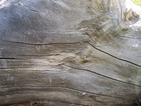 树皮 树干 木头 残旧木纹 木材 木柴 树枝