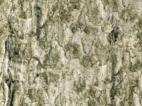  树皮 树干 木头 残旧木纹 木材 木柴 树枝 