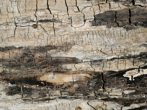 树皮 树干 木头 残旧木纹 木柴 树枝