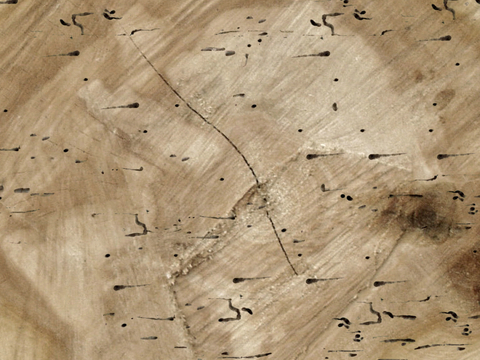 树木 年轮 木桩 树干 木头 残旧木纹 木材  干木柴 树根