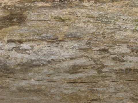 树皮 树干 木头 残旧木纹 木材 木柴 树枝