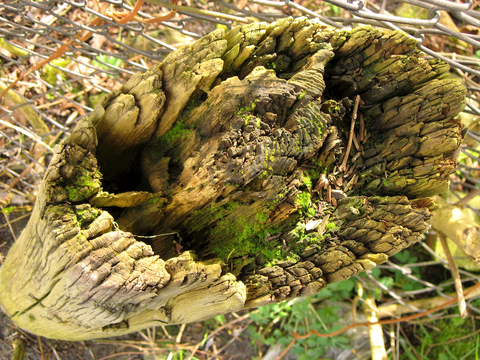  树木 年轮 木桩 树干 木头 残旧木纹 木材  干木柴 树根 