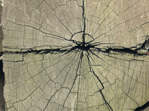 树木 年轮 木桩 树干 木头 残旧木纹 木材  干木柴 树根