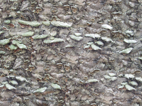  树皮 树干 木头 残旧木纹 木材 木柴 树枝 